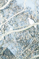 70_t94a8745-01kl.jpg