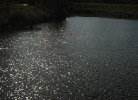 25_ballon-marienfelde-parksee-17032008a01-copy.jpg